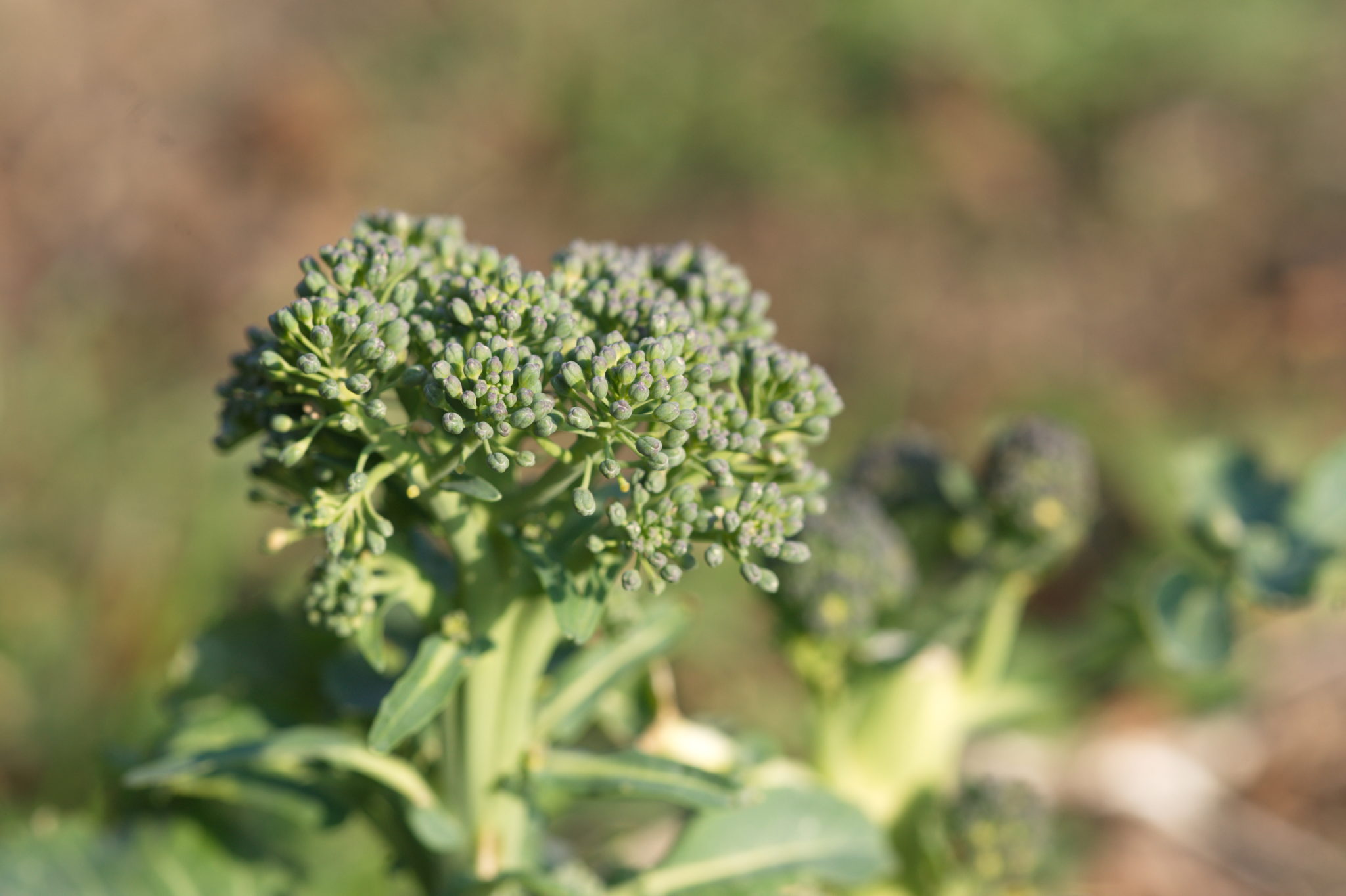 20210324  Gruen(t)raumHeimfeld 005